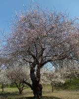 山形市霞城公園の中、博物館と郷土館の間にある『梅の園』では梅の花が満開を迎えています。
#梅の花 #霞城公園